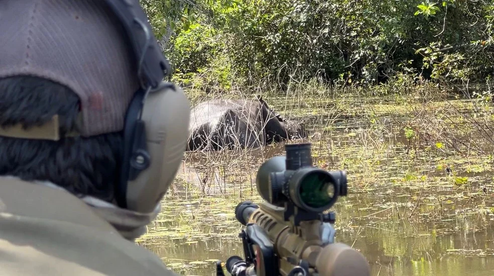 Búfalos são abatidos em projeto piloto do ICMBio em Rondônia — Foto: Vinicius Assis/Rede Amazônica