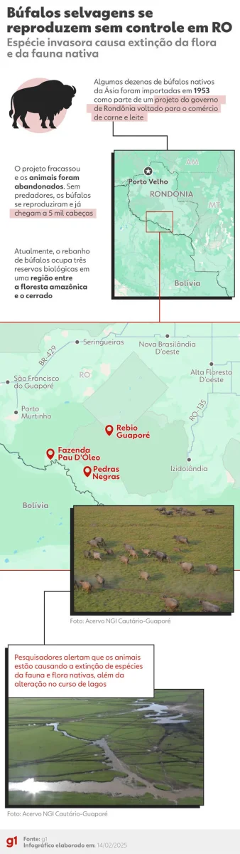 Búfalos selvagens em Rondônia — Foto: Arte g1