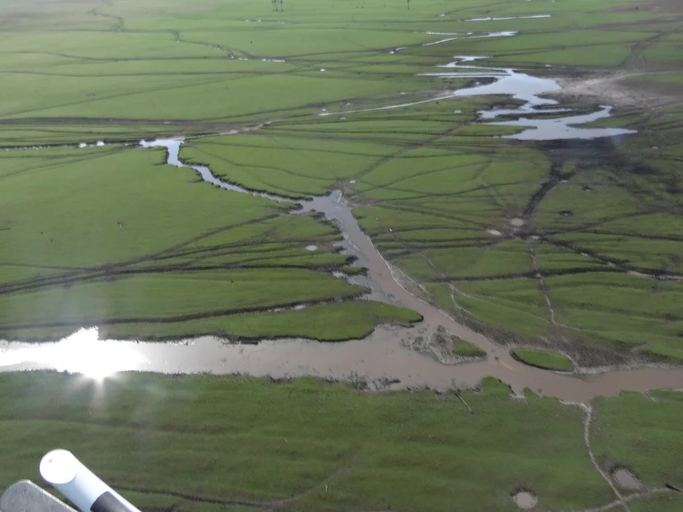 Búfalos selvagens que vivem sem monitoramento causam alterações em reservas ambientais — Foto: Acervo NGI Cautário-Guaporé